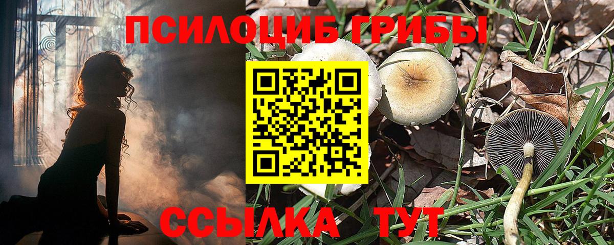 Псилоцибиновые грибы Psilocybe Петропавловск-Камчатский
